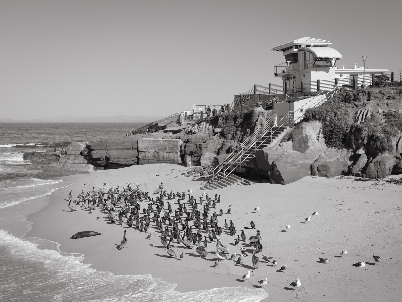 LaJolla-260208-0078-Edit